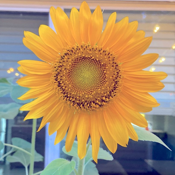 Meet your Posher, Dorian - Picture 3 of 4